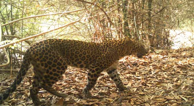 Leopard spotted in Kanigiri hillocks of Kothagudem, farmers cautioned