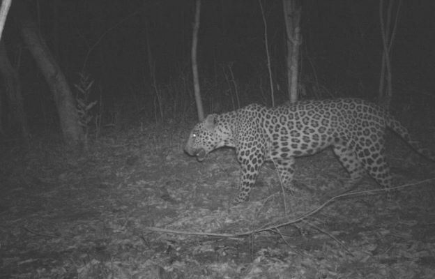 Hyderabad: Cameras installed for trapping leopard in Rajendranagar ...