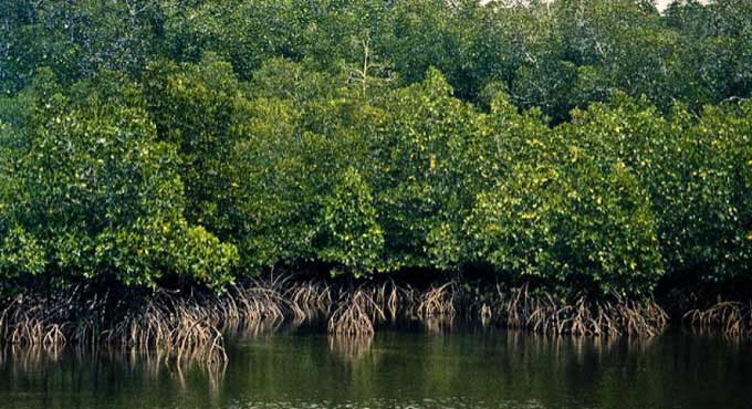 Plummeting wildlife population