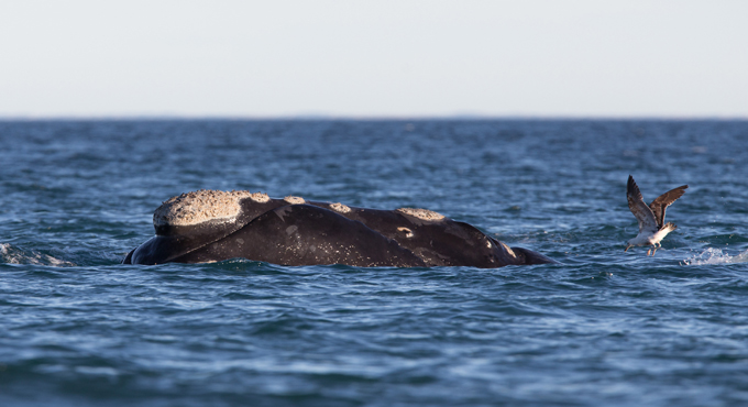 Scientists begin assessment of marine mammal population