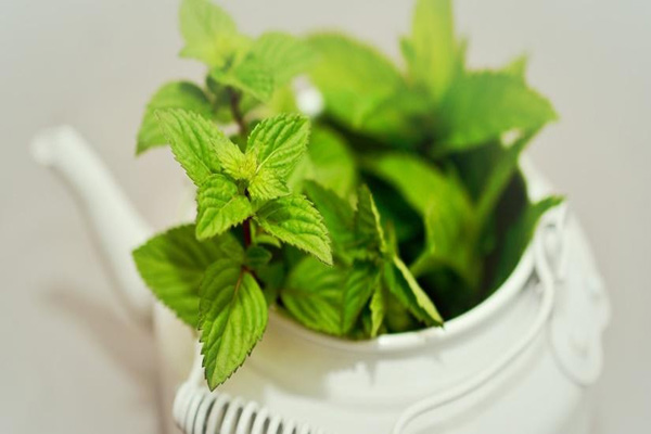 10 health benefits of mint leaves one should definitely know