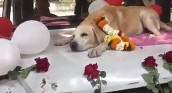 Nashik Police give unique farewell to sniffer dog on retirement