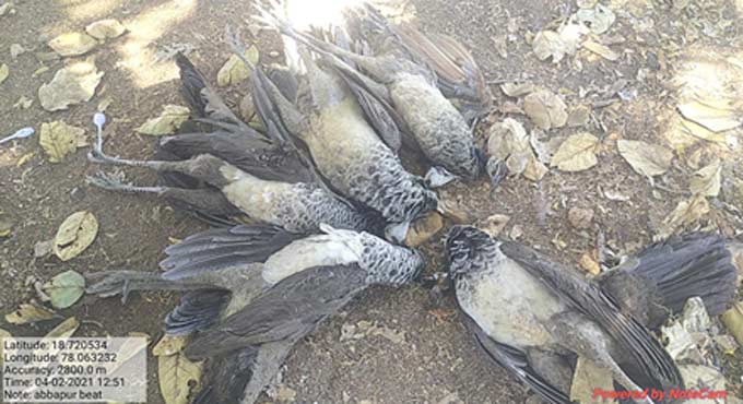 Peahens die after drinking pesticide-laced water in Nizamabad