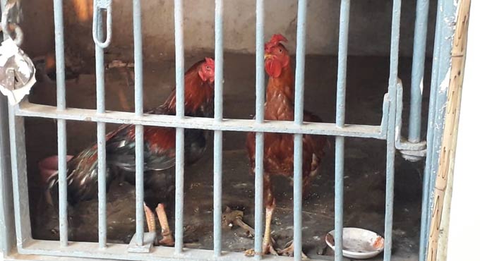 Roosters used in cockfighting end up in police lock-up in Khammam