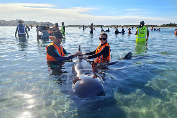 40 beached whales refloated in New Zealand