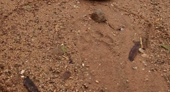 Tiger tries to attack cow, creates flutter in Asifabad