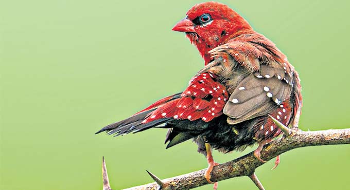 Bird watchers’ day out