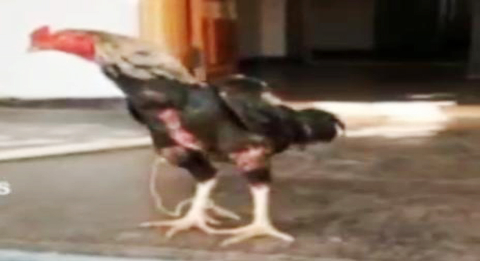 Rooster that caused fatal injury to its owner, under police ‘protection’ in Telangana