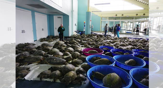 Thousands of cold-stunned sea turtles being rescued in Texas