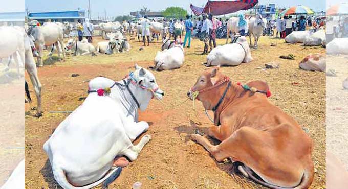 Telangana: Ultrasound scanning for monitoring pregnant cattle