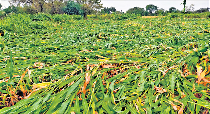 Telangana witnesses unseasonal rains, one killed in Gadwal