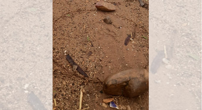 Tiger tries to kill cattle in remote village in Asifabad, creates flutter