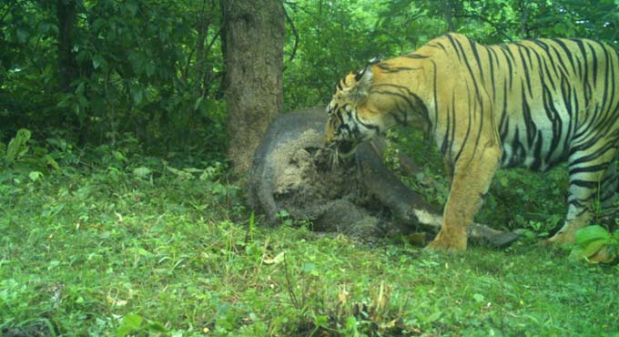 Killer tiger returns Asifabad from Maharashtra