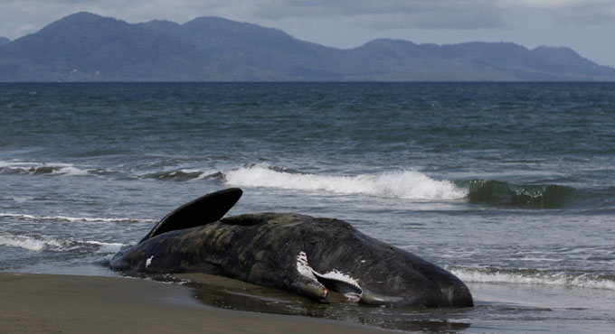 52 short-finned pilot whales found dead on Indonesian beach