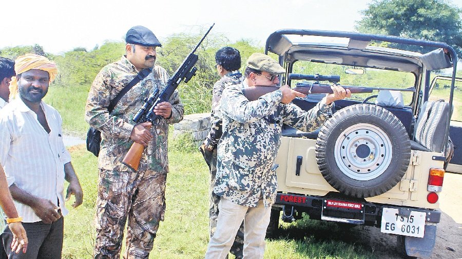 Sangareddy: Wild boars shot dead as part of first culling operation