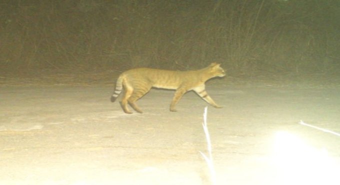 No leopard at Hyderabad Airport, only wild cat, say officials