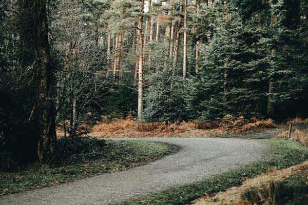 Wildlife trade drives declines of over 60 pc species abundance: Study