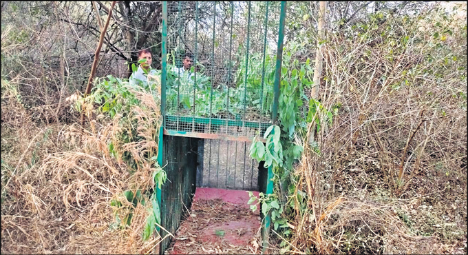 Forest dept sets up trap cages around RGIA Shamshabad