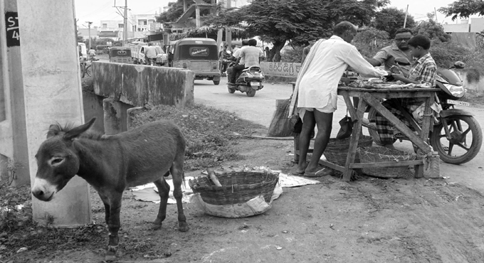 Donkey meat consumption in Andhra Pradesh rising as ‘aphrodisiac, healer’
