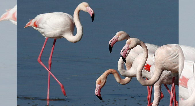Cyprus activists: Hunters” lead pellets threaten flamingos