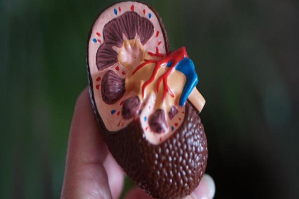 Golden rules to keep your kidneys healthy