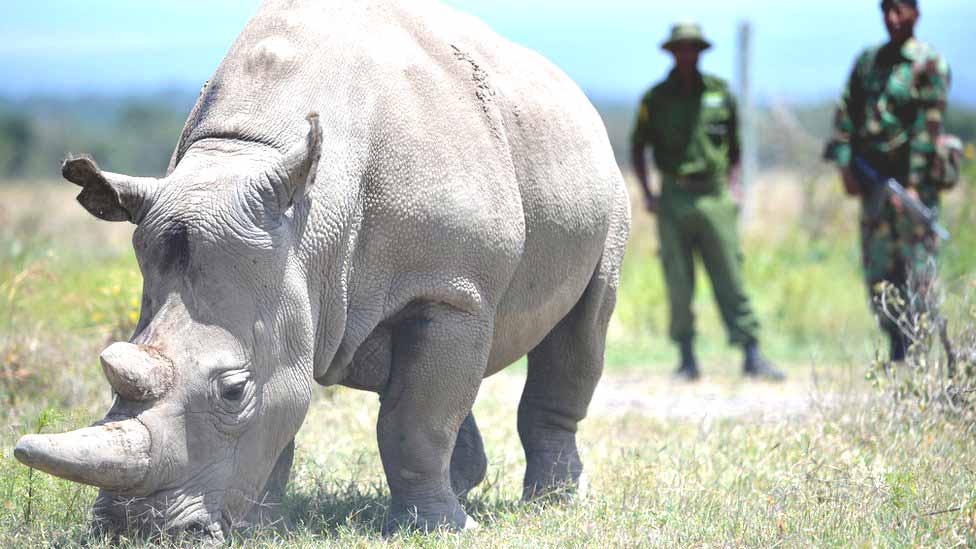 Saving white rhino from extinction
