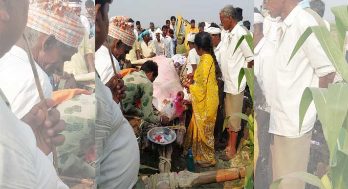 Farmer in Bhainsa performs final rites for loyal ox