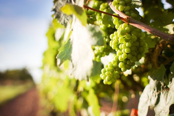 Grapes may act as an edible sunscreen