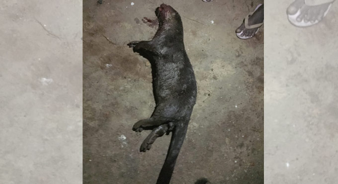 Smooth-coated otter struck in fishing net dies in Nalgonda