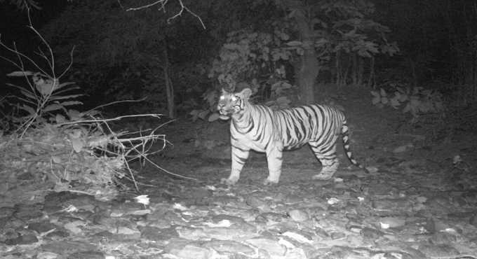 Telangana: Killer tiger leaves Asifabad’s three remote mandals in jaws of fear
