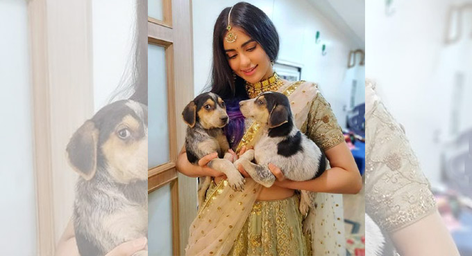 Adah Sharma: Feel more comfortable around animals than humans