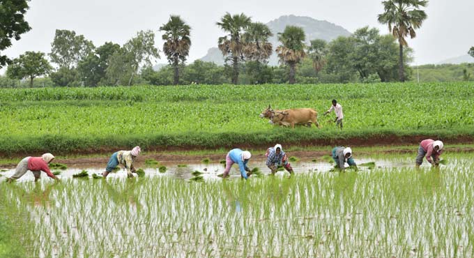 Agriculture and Allied sectors in Telangana get Rs 25,000 crore