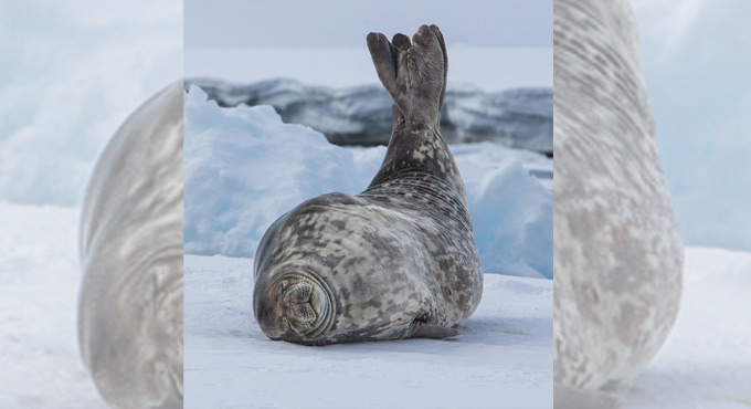 A photo-exhibition on Antartica’s landscape, biodiversity
