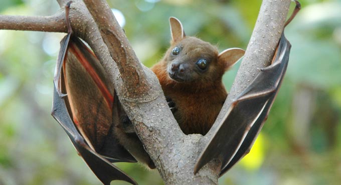 Novel coronavirus jumped from bats to humans with ‘very little change’