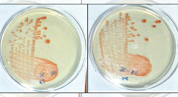 New bacterial strain may aid space farming!