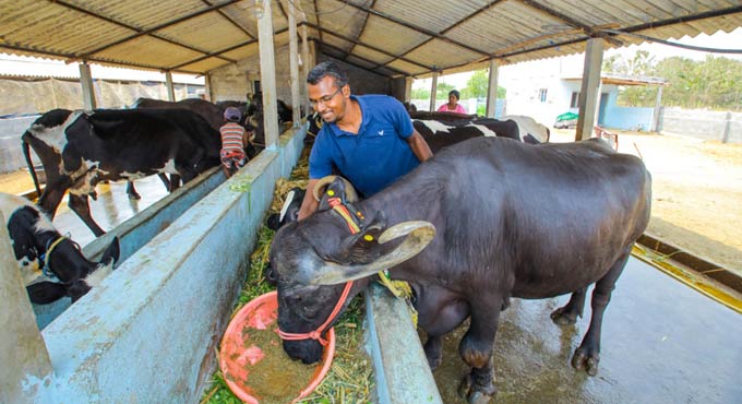 Karimnagar MBA graduate takes up dairy farming, inspires many-Telangana ...