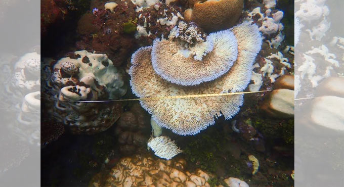 Coral reefs in Solomon Islands hit by bleaching