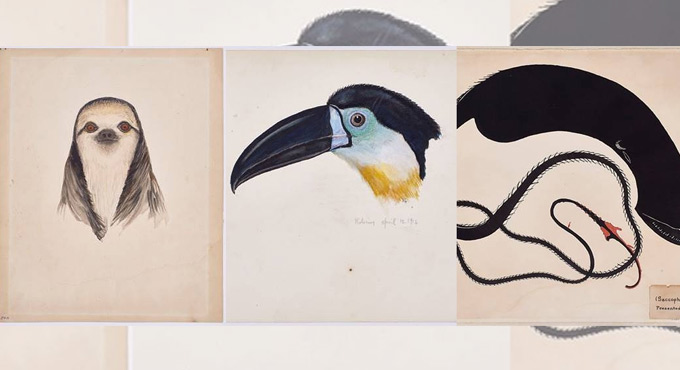 Digital collection of 2,200 forgotten wildlife illustrations