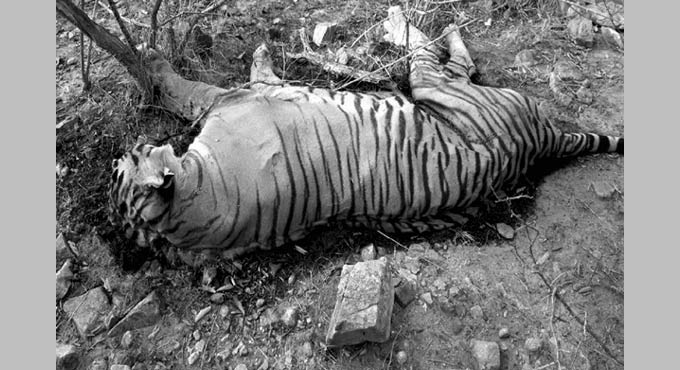 Adult tiger found dead in Dudhwa Tiger Reserve