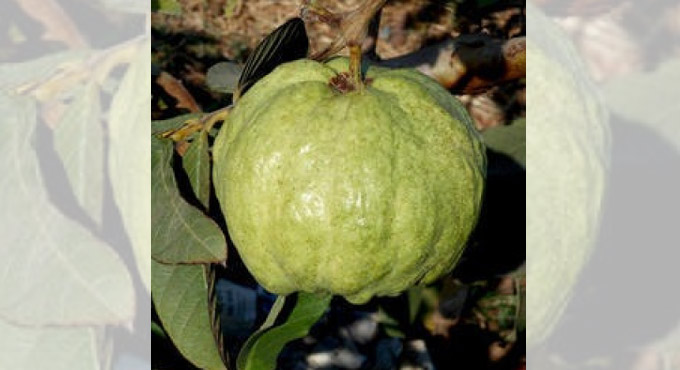 Guava roots can help fight diabetes: Research