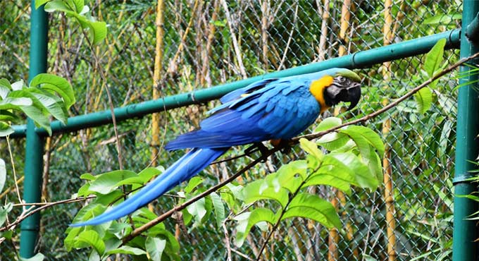 Hyderabad: Macaw at Nehru Zoological Park adopted