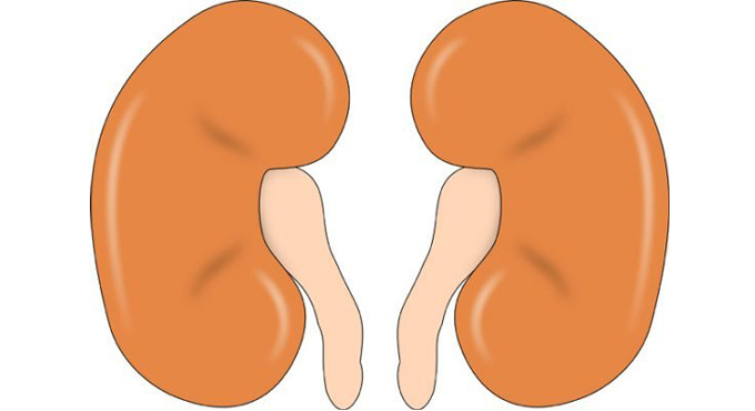 Kidney ailments in children: Junk food and obesity are key risk factors