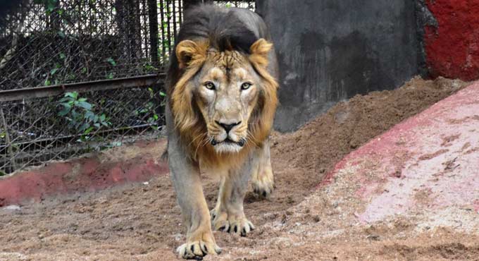 Army veteran adopts Asiatic Lion at Hyderabad Nehru Zoo
