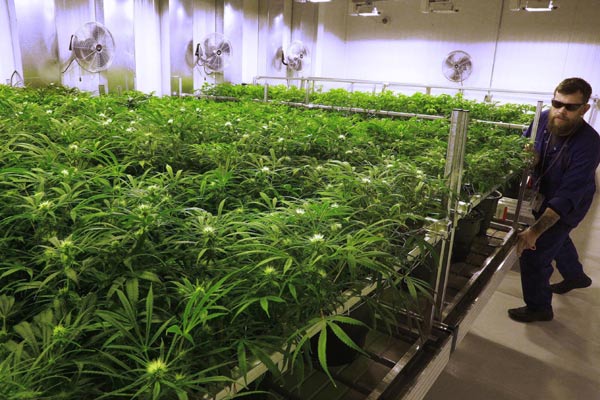 Pause on Alaskan pot shops