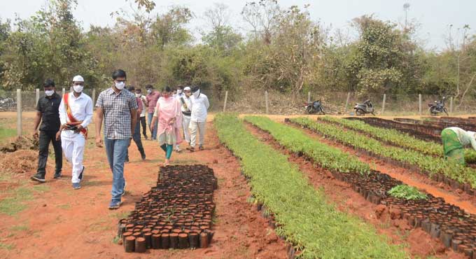 proper growth of saplings