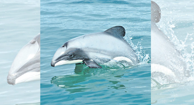 AI rescues critically endangered Maui Dolphins
