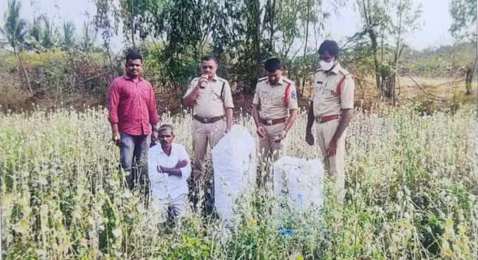 Man held for opium poppy cultivation in Rangareddy’s Kandukur