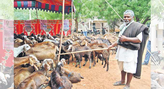 TS govt committed to welfare of BCs, says Harish Rao