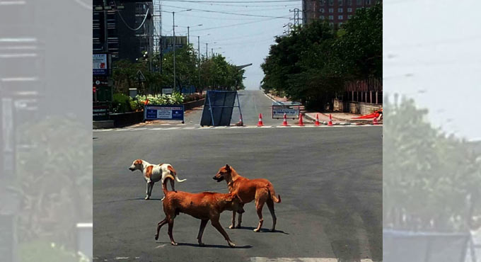 Gurugram family held hostage for feeding stray dogs