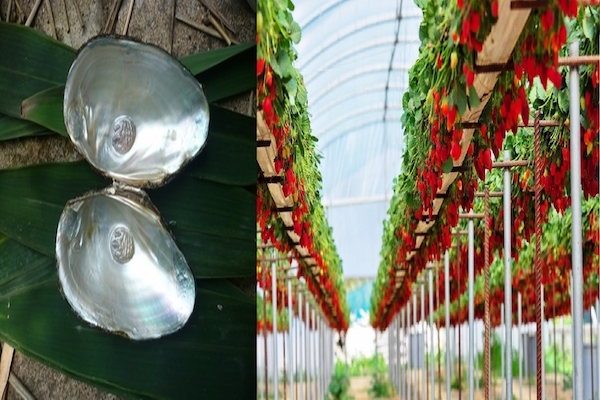 From strawberries to pearls: UP farmers expand horizon